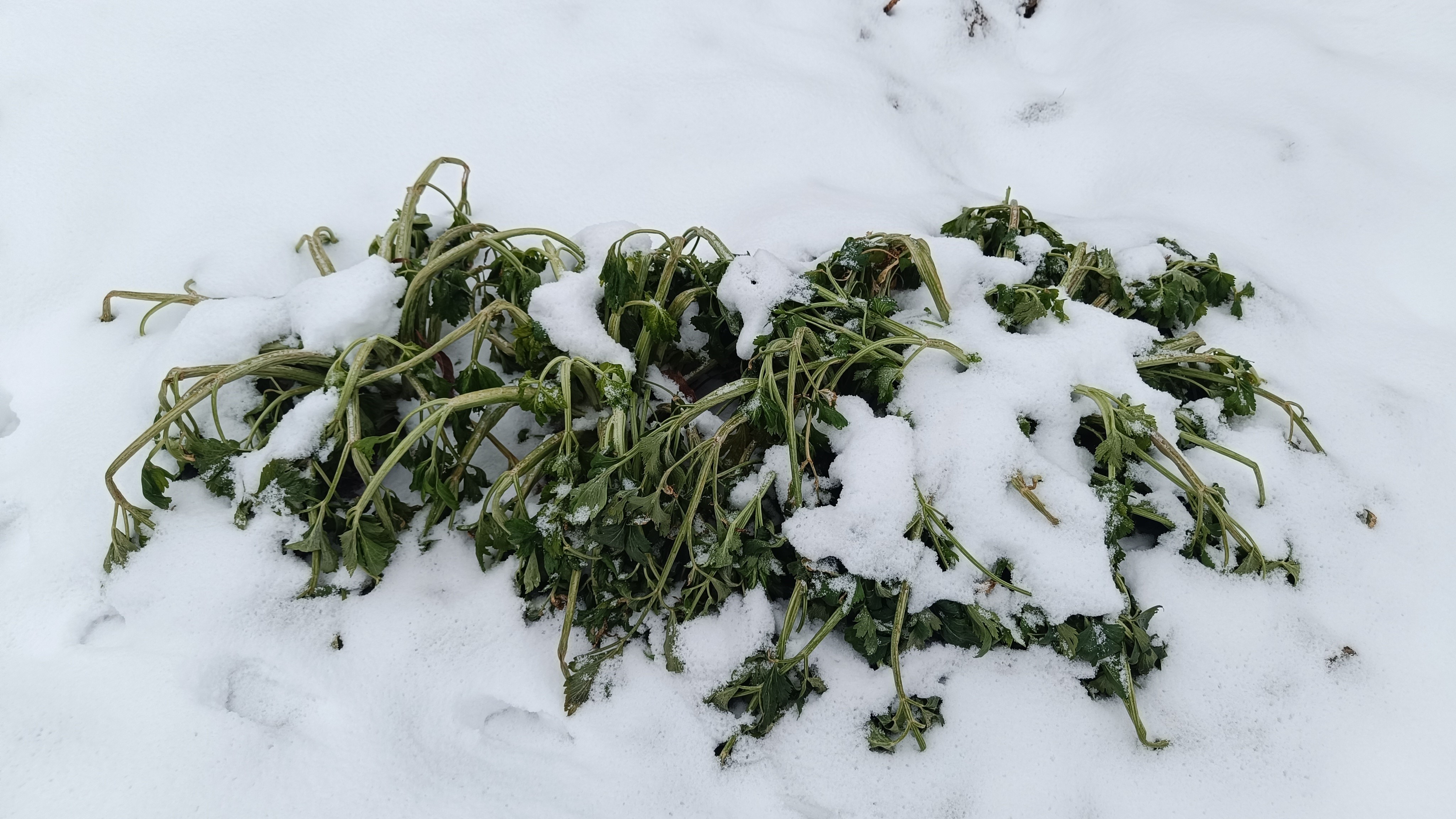 A hótakaró a kertben – áldás vagy átok?