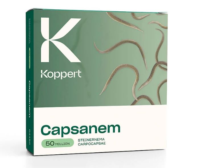 Capsanem 50 millió (200 m2-re)