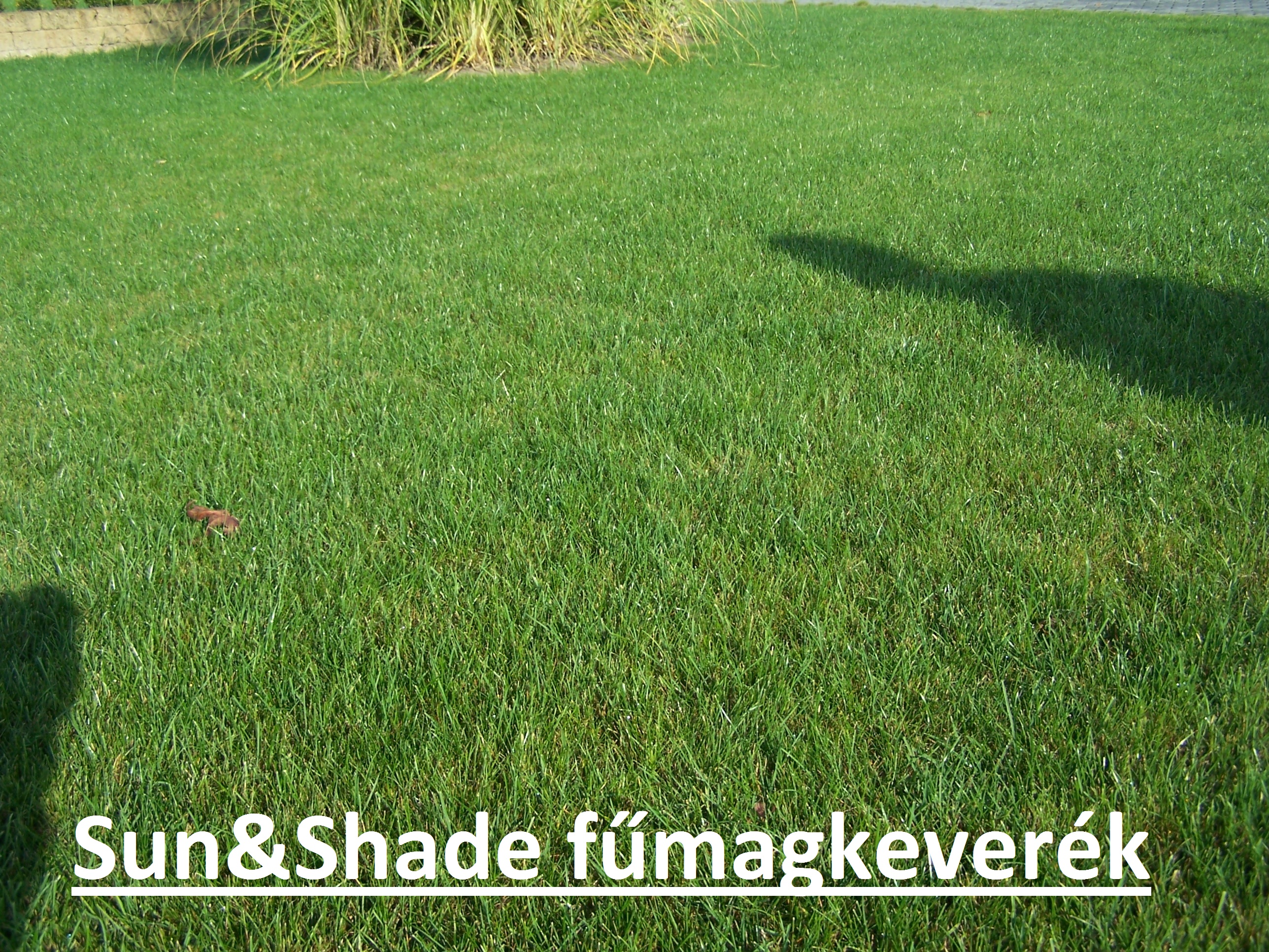 ICL fűmag Sun & Shade (árnyéktűrő) 5 kg
